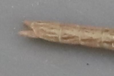 <i>Clonopsis gallica</i>