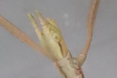 <i>Clonopsis gallica</i>