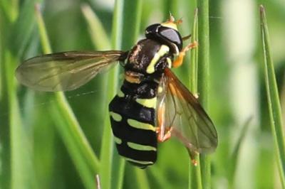 <i>Philhelius citrofasciatus</i>