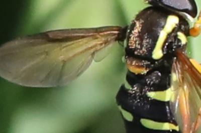 <i>Philhelius citrofasciatus</i>