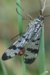Mouche scorpion, Panorpe commune