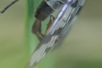 Mouche scorpion, Panorpe commune