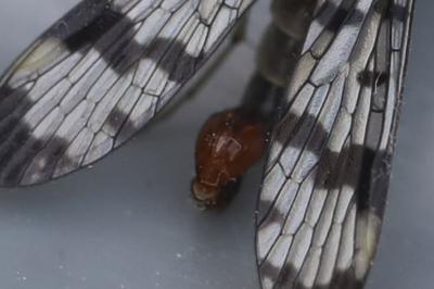 Mouche scorpion, Panorpe commune