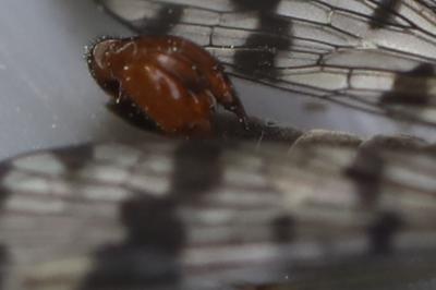 Mouche scorpion, Panorpe commune