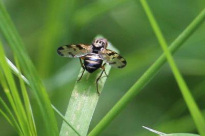<i>Otites porcus</i>