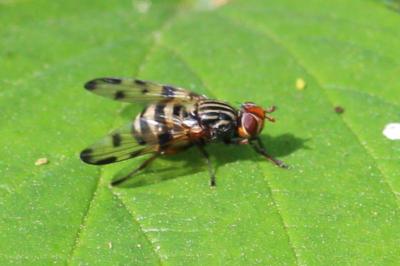 <i>Otites porcus</i>