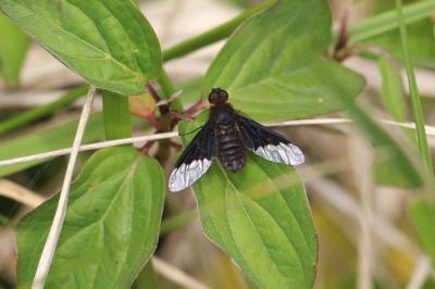 <i>Hemipenthes morio</i>