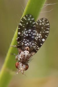 <i>Trypetoptera punctulata</i>