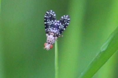 <i>Trypetoptera punctulata</i>