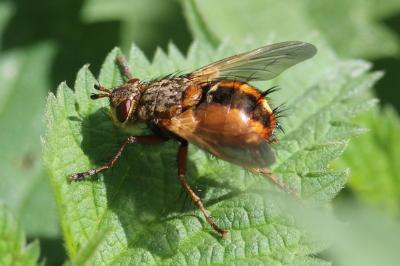 <i>Tachina fera</i>
