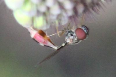 <i>Baccha elongata</i>