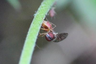 <i>Baccha elongata</i>