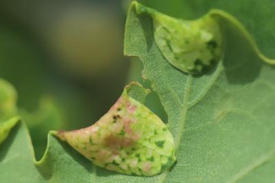 <i>Macrodiplosis pustularis</i>