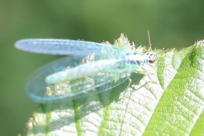 <i>Chrysopa perla</i>