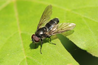<i>Cheilosia</i>