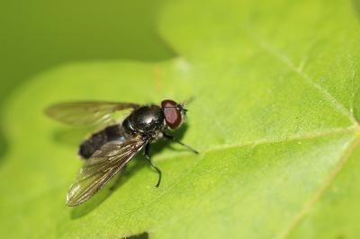 <i>Cheilosia</i>