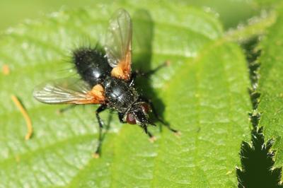 <i>Zophomyia temula</i>