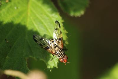 <i>Otites porcus</i>