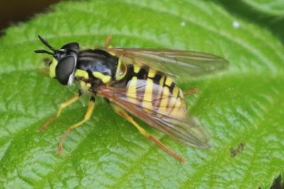 <i>Chrysotoxum</i>