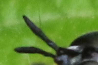 <i>Chrysotoxum</i>