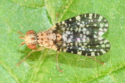 <i>Trypetoptera punctulata</i>