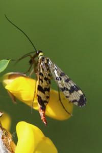 <i>Panorpa vulgaris</i>