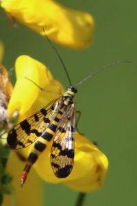<i>Panorpa vulgaris</i>