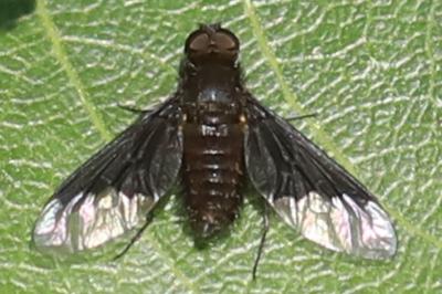 <i>Hemipenthes morio</i>