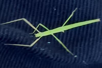 <i>Clonopsis gallica</i>