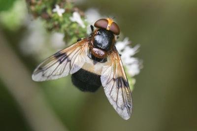 <i>Volucella pellucens</i>