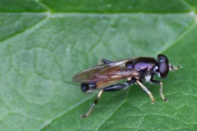 <i>Xylota segnis</i>