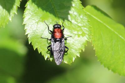 <i>Clitellaria ephippium</i>