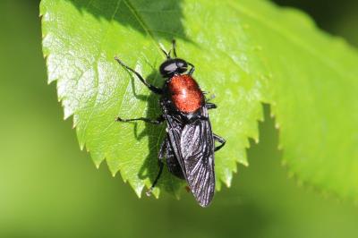 <i>Clitellaria ephippium</i>