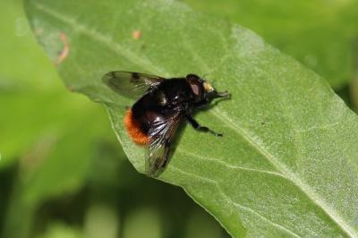 <i>Volucella bombylans</i>