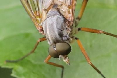 <i>Rhagio</i>