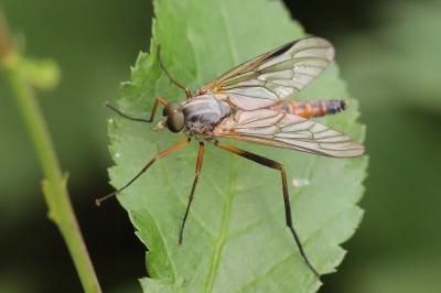 <i>Rhagio</i>