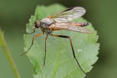 <i>Rhagio</i>