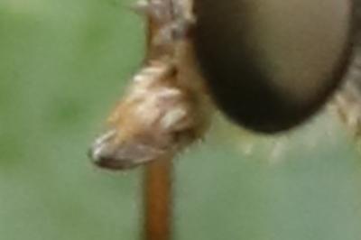 <i>Rhagio</i>