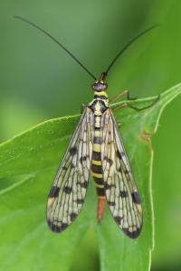 <i>Panorpa germanica</i>