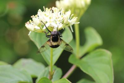 <i>Volucella bombylans</i>