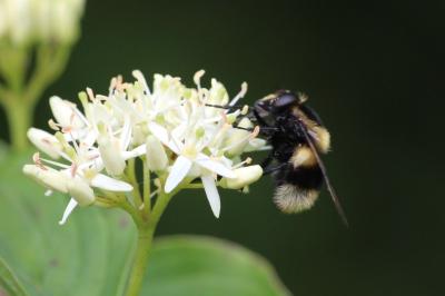 <i>Volucella bombylans</i>