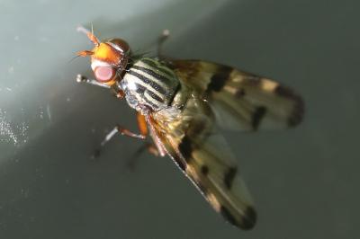 <i>Otites porcus</i>