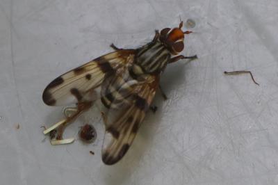 <i>Otites porcus</i>