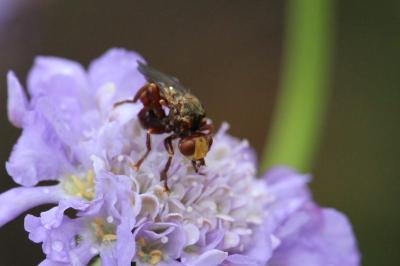 <i>Sicus ferrugineus</i>
