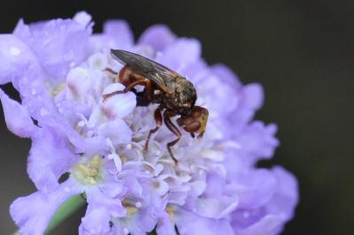 <i>Sicus ferrugineus</i>