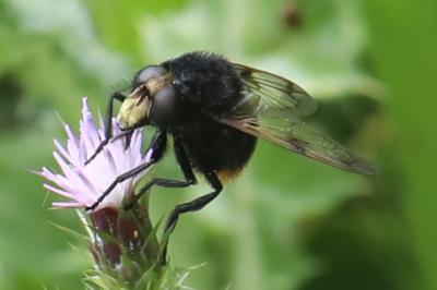 <i>Volucella bombylans</i>