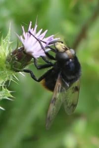 <i>Volucella bombylans</i>