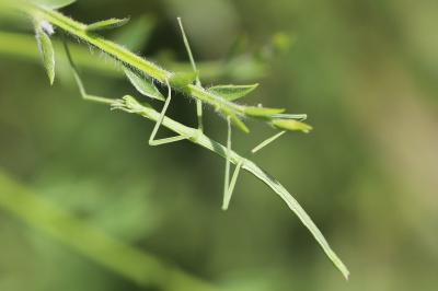 <i>Clonopsis gallica</i>