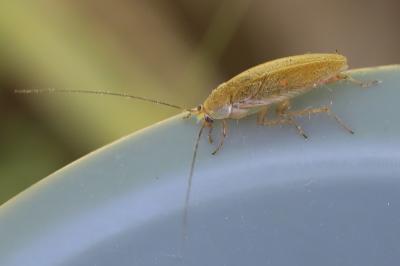 <i>Ectobius pallidus</i>