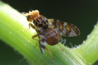 <i>Goniglossum wiedemanni</i>